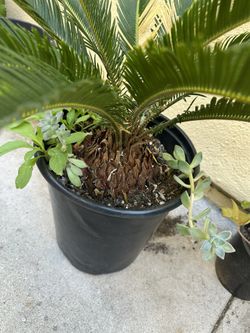 VERY BIG SAGO PALM