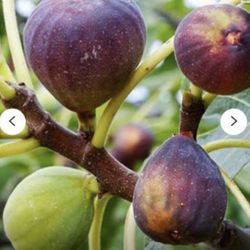 Little Miss Figgy  Fig Dwarf Species Plants Trees 2 Pack