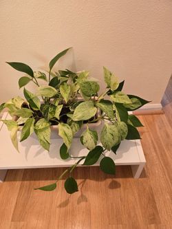 Marble Queen Pothos Live Indoor Plant