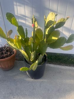Cactus plant