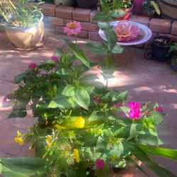 Midnight Flowers, Pink And Yellow, Zinnias , Gladiolas 