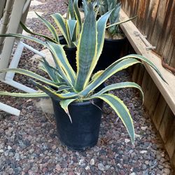 Agave Plant