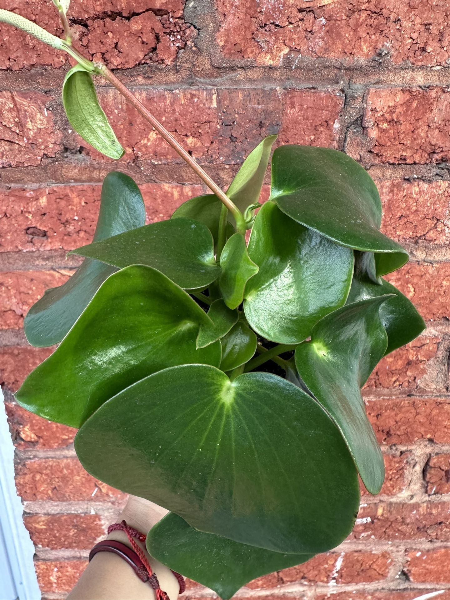 Peperomia Raindrop Plant - Pet Safe