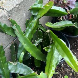 Dragon Fruit Plants. Planta Del Dragón Es Una Planta Saludable.