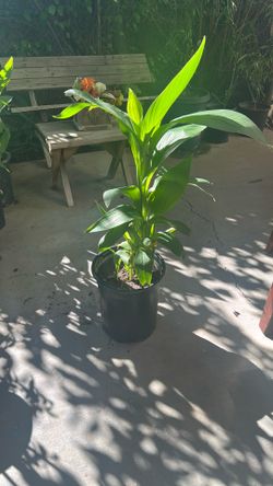 Plant fresh