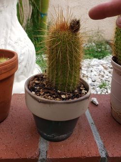 Cactus/ fower