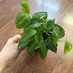 Golden pothos plant + free bird of paradise plant starter