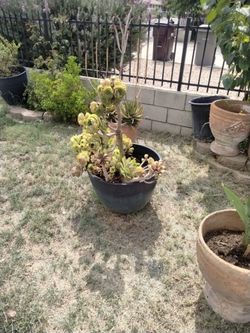 Big Pots With Plants