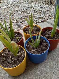 Baby Aloe Vera Plants 🪴