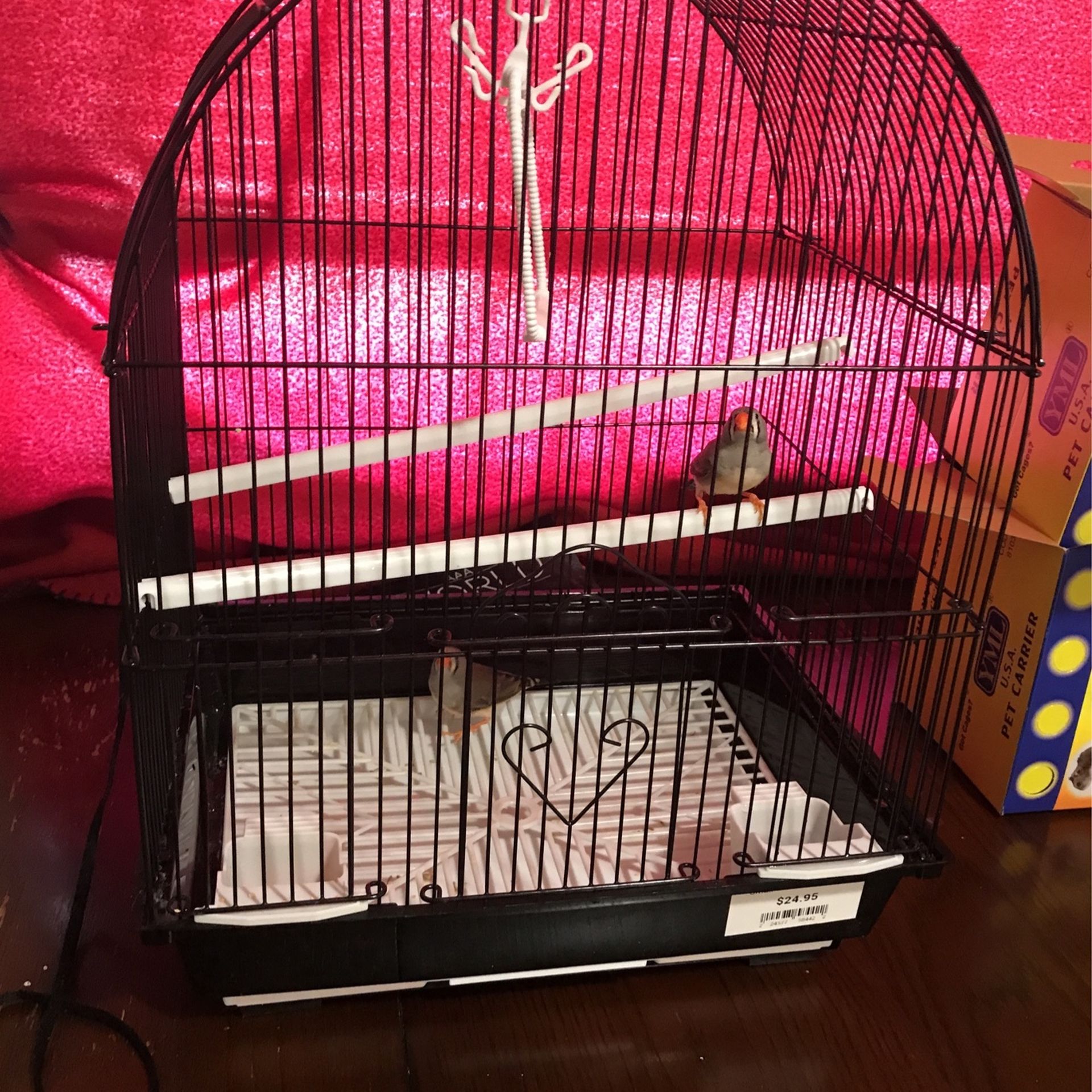 Two Female Zebra Finch Birds