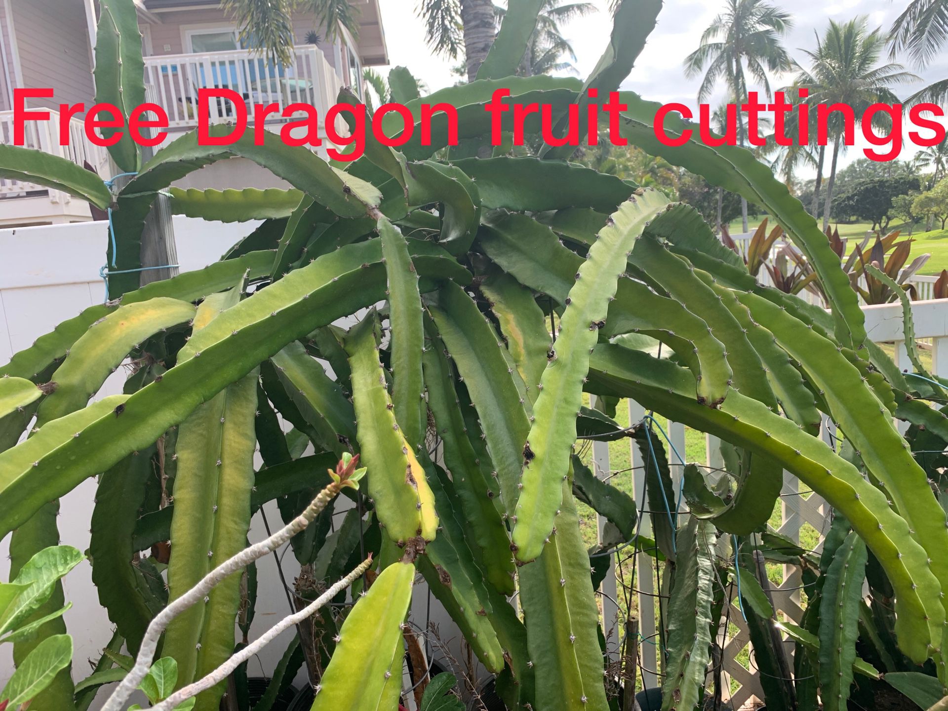 Free Dragonfruit Cuttings - sweet!