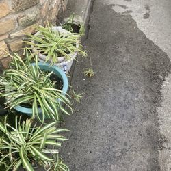 Spider Plant  $  4  / 6  $ 10 
