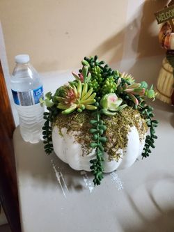 Artifical succulent pumpkin