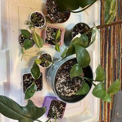 Plant Sale! All Under $5