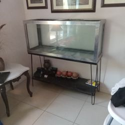 Fish Tank 