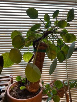 Chinese money plant