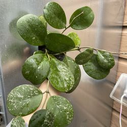 4” Hoya Obovata W/ Splash