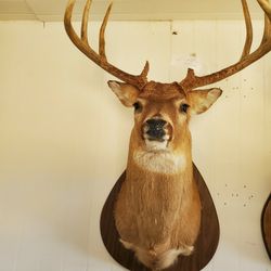 Deer Mount