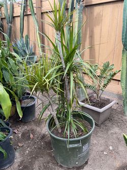 Dracaena Plant