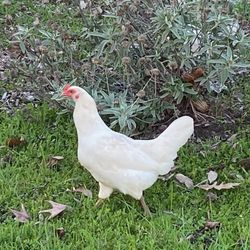 12 Chicken Eggs Organic 