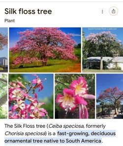 Silk floss tree, ceiba 25gal size , fast growing shade tree