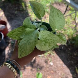 Snow Queen Pothos