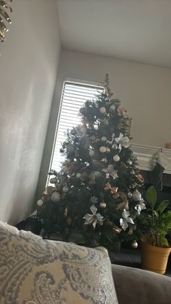 Christmas tree for sale