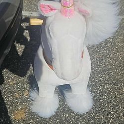 Pony cycle ride along HALF PRICE