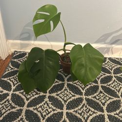 Monstera Deliciosa 