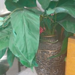 Tons Of Random Artificial Plants For Home Decor