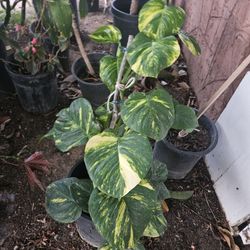 Hawaiian Pothos Plants 