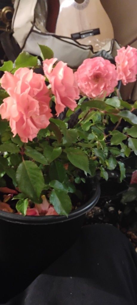 Beautiful Fathers Day Roses