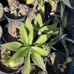 Foxtail Agave 
