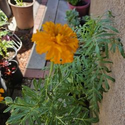 Marigold Flowers Plant. One Gallon Pot 