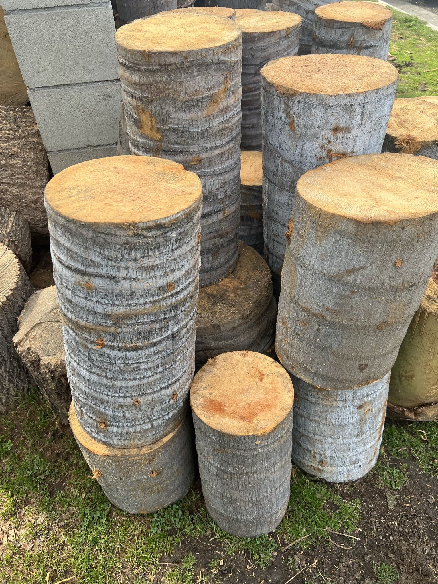 Palm Tree Logs/ Plant Stands