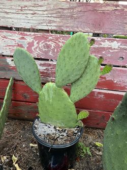 Nopales