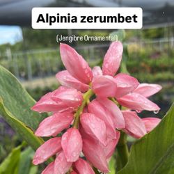 🌸 Alpinia zerumbet (Shell Ginger)