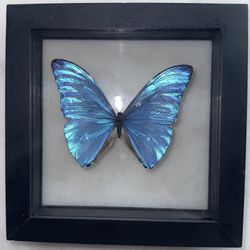 Morpho Marcus Preserved Butterfly 🦋 