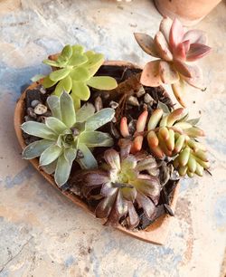 Succulent arrangement in wooden heart dish