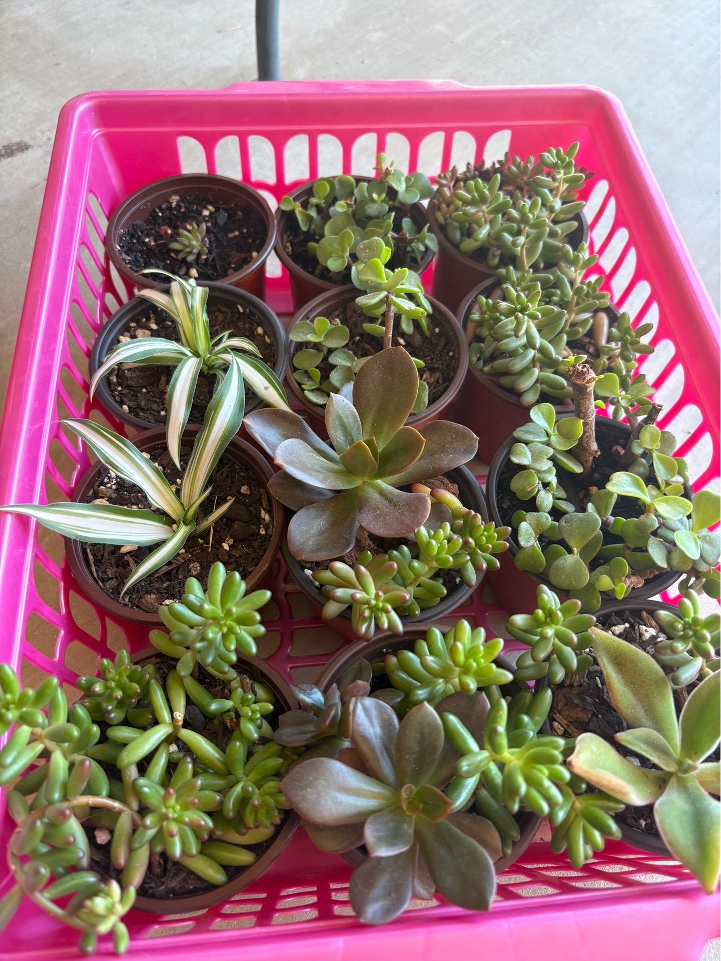 Indoor / Outdoor Small Potted Plants