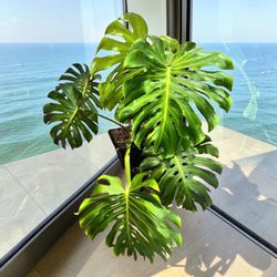 Large healthy monstera
