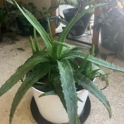 Allie Vera Plant