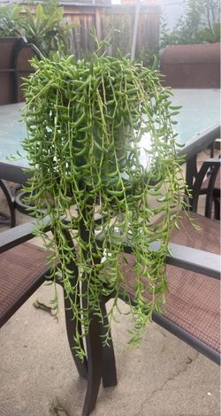 String of Bananas succulent in metal planter