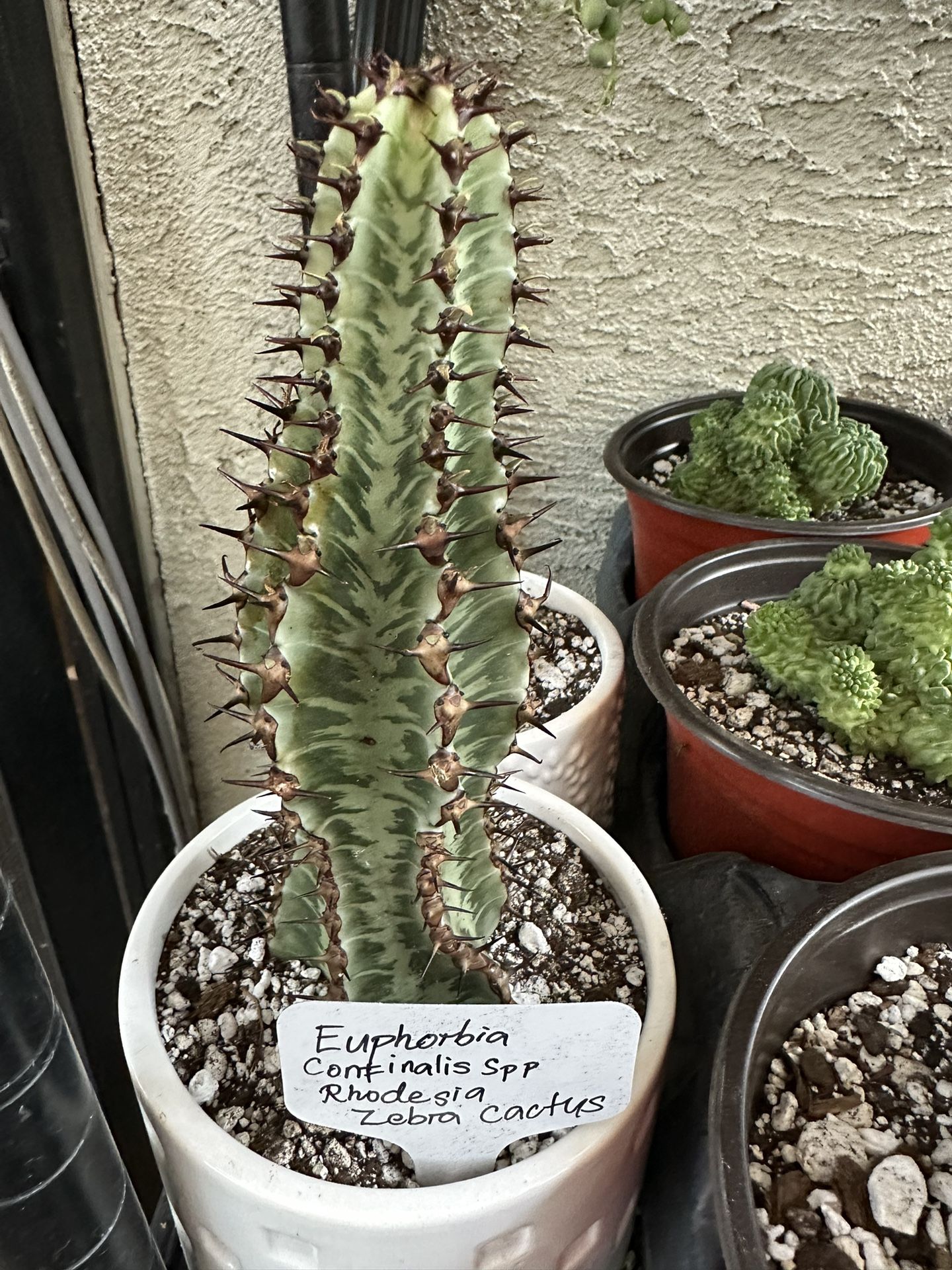 Euphorbia Confinalis SpP Rhodesia Zebra cactus (Rare Cactus )