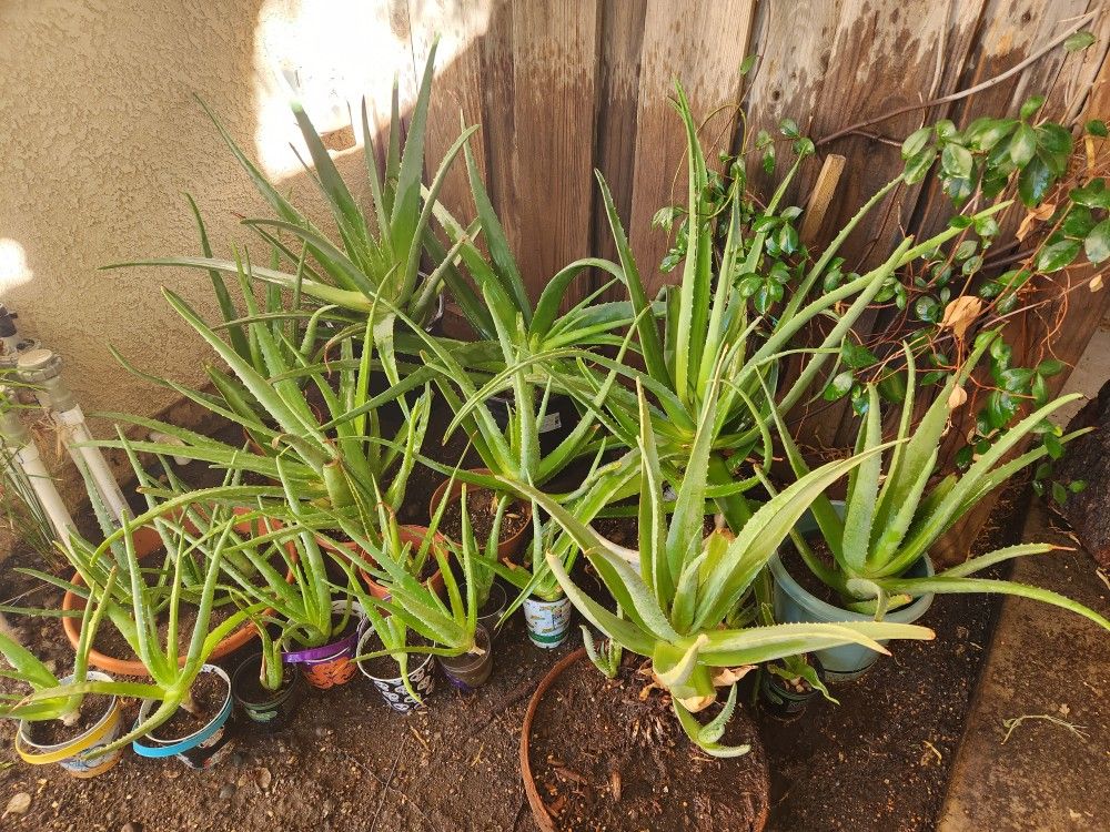 Aloe Vera Plants