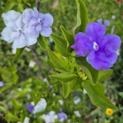 Today, Tomorrow and Always