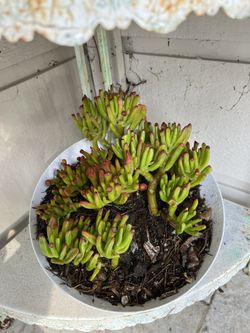 ET Fingers Jade Plant Garden Decor Succulent Indoor Outdoor 