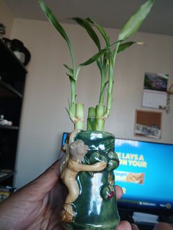 Lucky Bamboo 