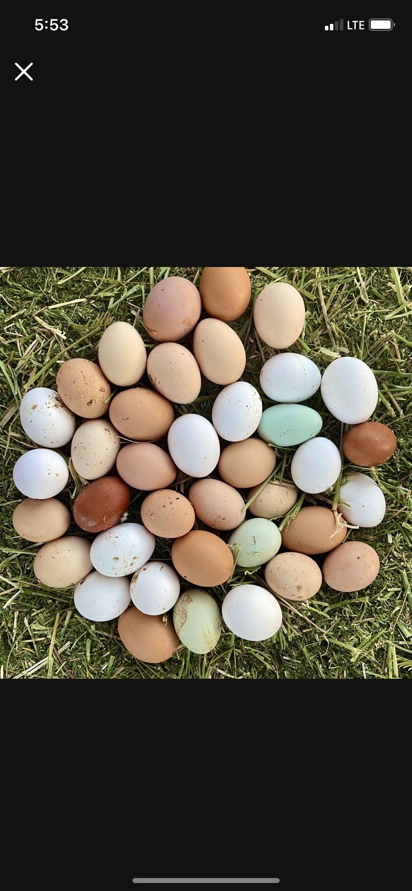 Nest Run Eggs For Sale !