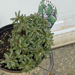 Fragrant Blooming Daphne 'Lawrence Crocker'